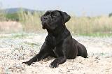 CANE CORSO 563